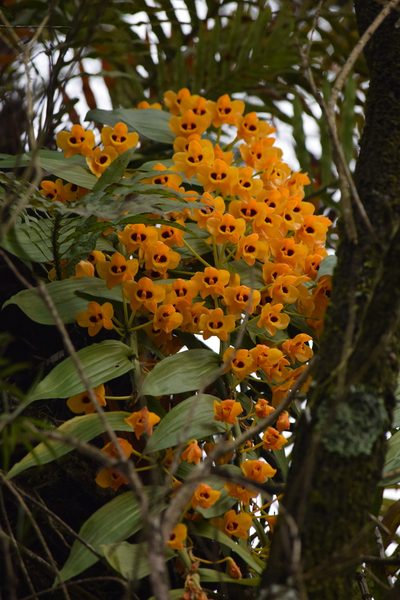 Dendrobium chrysanthum, photographed by Ansil B.R.