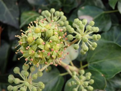 Hedera hibernica, photographed by Carminda Santos