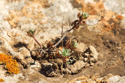Euphorbia petrophila, photographed by Вячеслав Юсупов