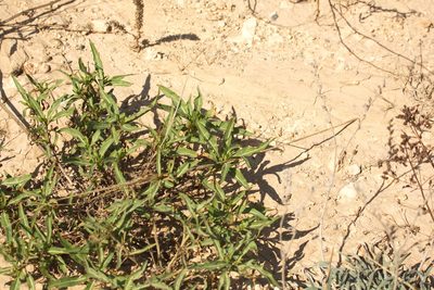 Onosma cinerea, photographed by Вячеслав Юсупов