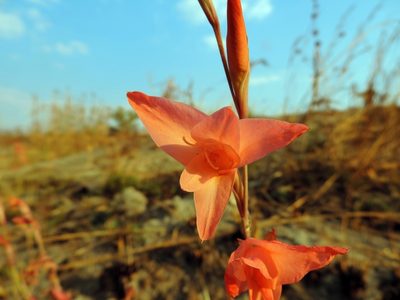 Gladiolus melleri, photographed by i_c_riddell