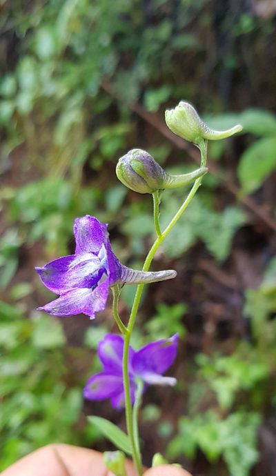Delphinium pedatisectum, photographed by Eugenio Padilla