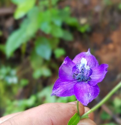 Delphinium pedatisectum, photographed by Eugenio Padilla