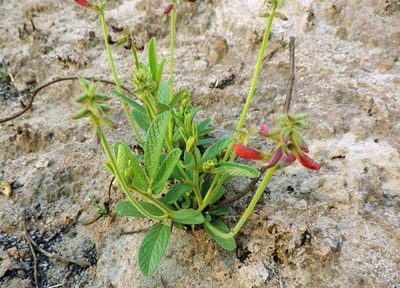 Eriosema pauciflorum, photographed by i_c_riddell