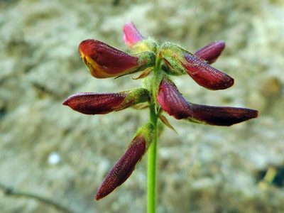 Eriosema pauciflorum, photographed by i_c_riddell