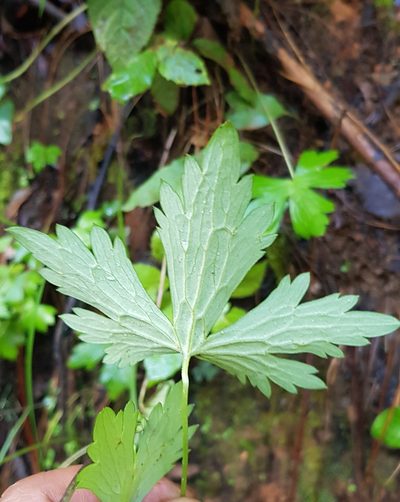 Delphinium pedatisectum, photographed by Eugenio Padilla