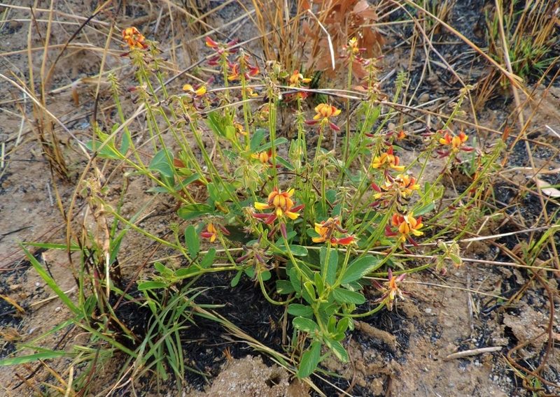 Eriosema pauciflorum, photographed by i_c_riddell