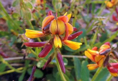 Eriosema pauciflorum, photographed by i_c_riddell