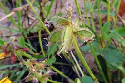 Eriosema pauciflorum, photographed by i_c_riddell