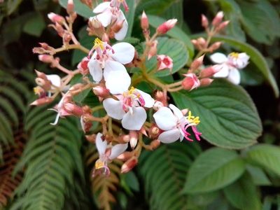 Heterocentron glandulosum, photographed by Arthur de Jesús Chavarría Pérez