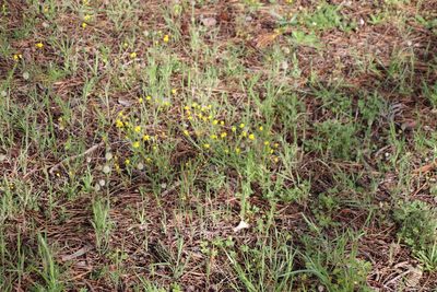 Senecio littoreus, photographed by Tony Rebelo