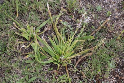 Trachyandra ciliata, photographed by Tony Rebelo