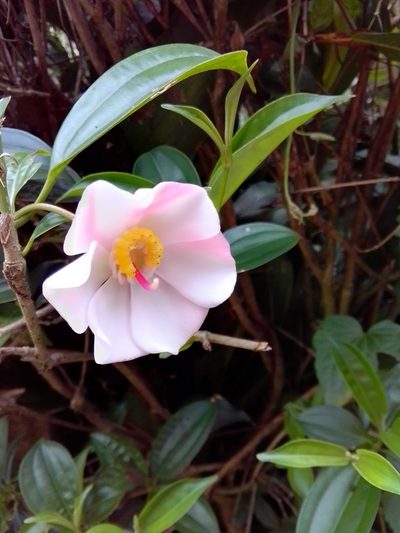 Blakea gracilis, photographed by Arthur de Jesús Chavarría Pérez