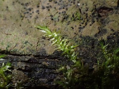 Leptodictyum riparium, photographed by George Greiff