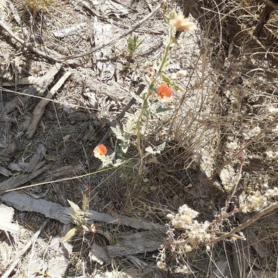 Sphaeralcea miniata, photographed by Benjamin Bender