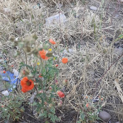 Sphaeralcea miniata, photographed by Benjamin Bender