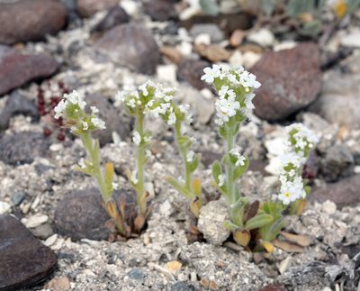 Amsinckiopsis kingii, photographed by Steve Matson