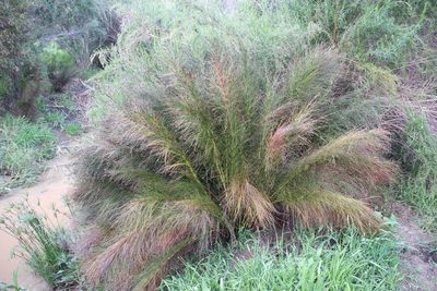 Restio subverticillatus, photographed by Tony Rebelo