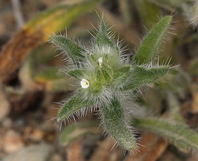 Simpsonanthus jonesii, photographed by Steve Matson