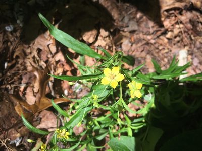 Lysimachia lanceolata, photographed by lejones417