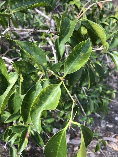Jasminum simplicifolium, photographed by elawrey