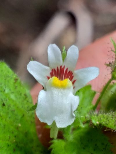 Nemesia deflexa, photographed by kevin koen