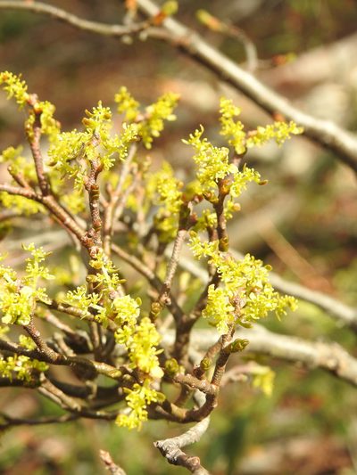 Misodendrum quadriflorum, photographed by María Regina Silva