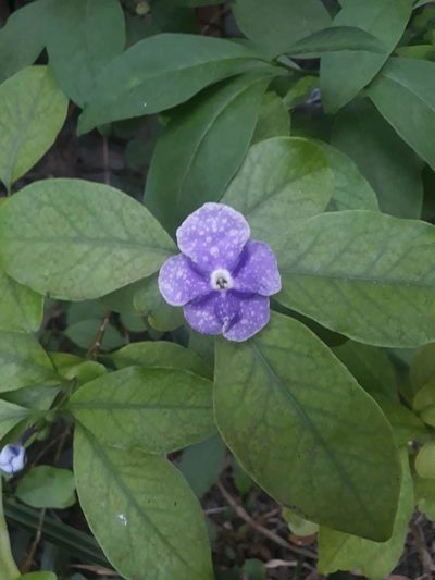 Brunfelsia australis, photographed by Nina P. C.