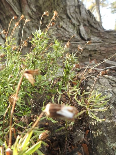Senecio tricuspidatus, photographed by María Regina Silva