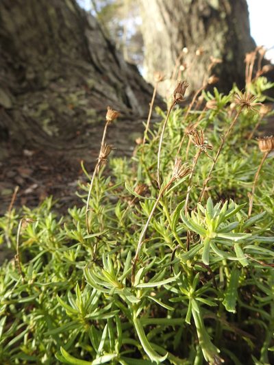 Senecio tricuspidatus, photographed by María Regina Silva
