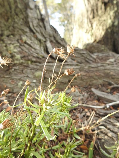 Senecio tricuspidatus, photographed by María Regina Silva
