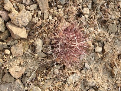 Sclerocactus polyancistrus, photographed by Trevor Harding