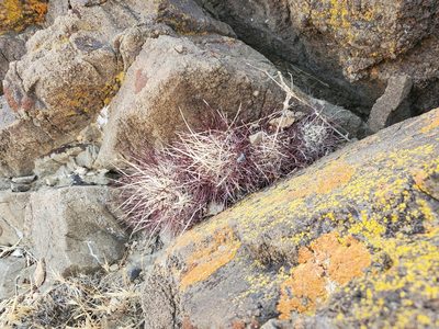 Sclerocactus polyancistrus, photographed by Trevor Harding