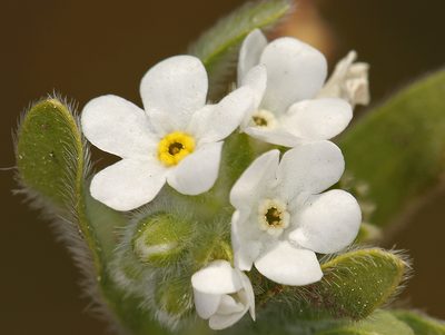 Plagiobothrys mollis, photographed by Steve Matson