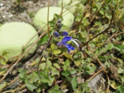 Salvia scutellarioides, photographed by sandy-espinozaf