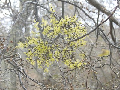 Misodendrum quadriflorum, photographed by María Regina Silva
