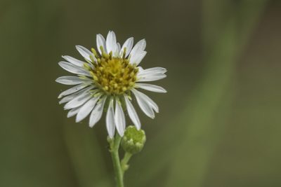 Chloracantha spinosa, photographed by Craig Martin