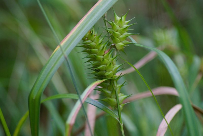 Carex lupuliformis, photographed by psweet