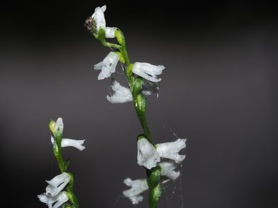 Spiranthes tuberosa, photographed by Clay Gibbons