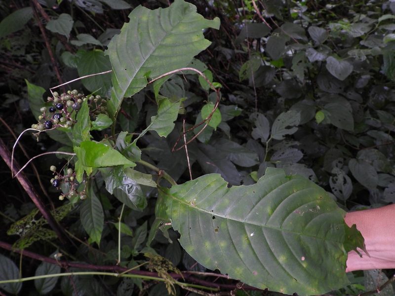Palicourea pubescens, photographed by Grete Pasch