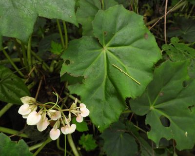 Begonia plebeja, photographed by Grete Pasch
