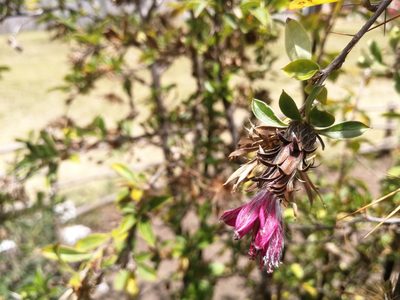 Barnadesia arborea, photographed by sandy-espinozaf