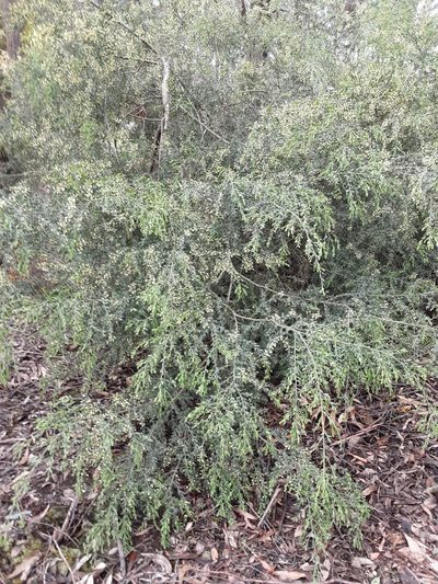 Acacia howittii, photographed by graeme lunt