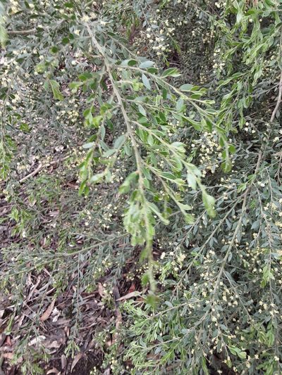 Acacia howittii, photographed by graeme lunt