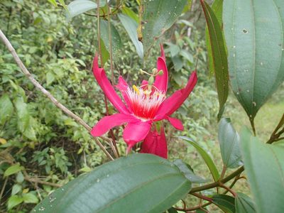 Passiflora gritensis, photographed by JR Ferrer-Paris