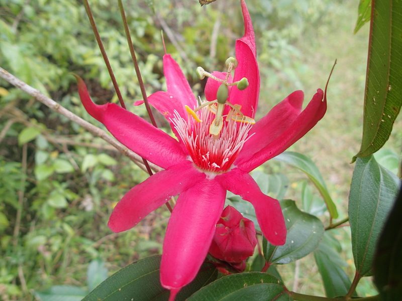 Passiflora gritensis, photographed by JR Ferrer-Paris