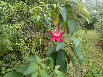 Passiflora gritensis, photographed by JR Ferrer-Paris