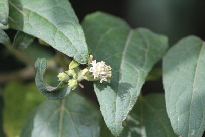 Montanoa tomentosa, photographed by José Belem Hernández Díaz