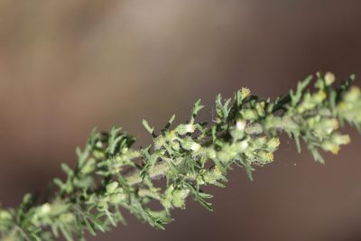 Laennecia sophiifolia, photographed by José Belem Hernández Díaz