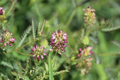 Dalea foliolosa, photographed by José Belem Hernández Díaz
